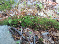 Polytrichum pallidisetum