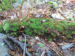Polytrichum pallidisetum