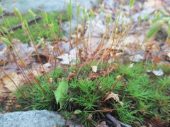 Polytrichum pallidisetum