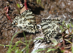 Uranothauma antinorii