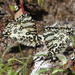 Uranothauma antinorii antinorii - Photo (c) Phil Benstead, some rights reserved (CC BY-NC), uploaded by Phil Benstead