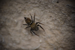 Heliophanus tribulosus