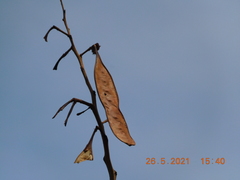 Cenostigma eriostachys