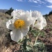 Flatbud Prickly Poppy - Photo (c) Bryce Silver-Bates, some rights reserved (CC BY-NC), uploaded by Bryce Silver-Bates