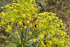 Amblyteles armatorius