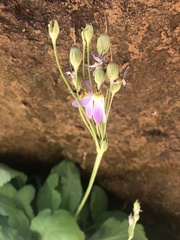 Primula pauciflora zionensis