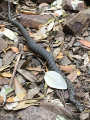 Natrix helvetica cetti