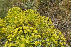 Amblyteles armatorius