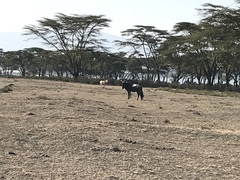 Connochaetes taurinus