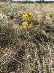 Erysimum inconspicuum