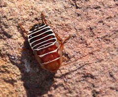 Temnopteryx phalerata