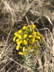 Erysimum inconspicuum