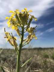 Erysimum inconspicuum