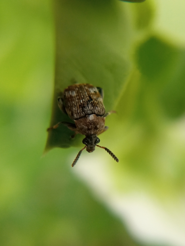 Pea Beetle