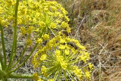 Amblyteles armatorius