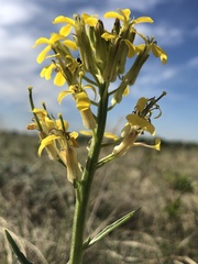 Erysimum inconspicuum