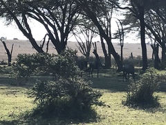 Connochaetes taurinus