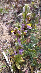 Ophrys apifera