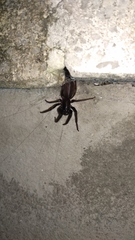 Segestria florentina