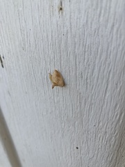 Tortricidia testacea