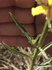 Erysimum inconspicuum