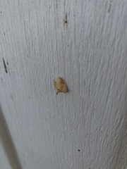 Tortricidia testacea