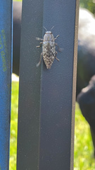 Chrysochroinae