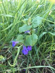 Glechoma hederacea