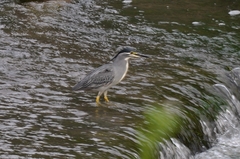 Butorides striata