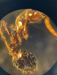 Solenopsis xyloni