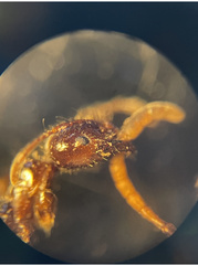 Solenopsis xyloni