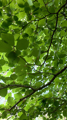 Fagus sylvatica