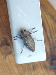 Chrysobothris affinis