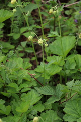 Geum rivale
