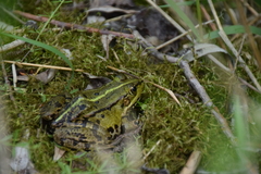 Pelophylax lessonae