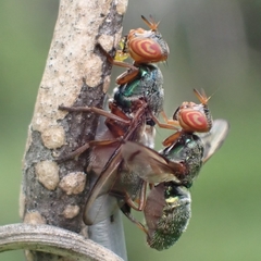 Senopterina caerulescens
