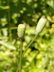Papaver dubium
