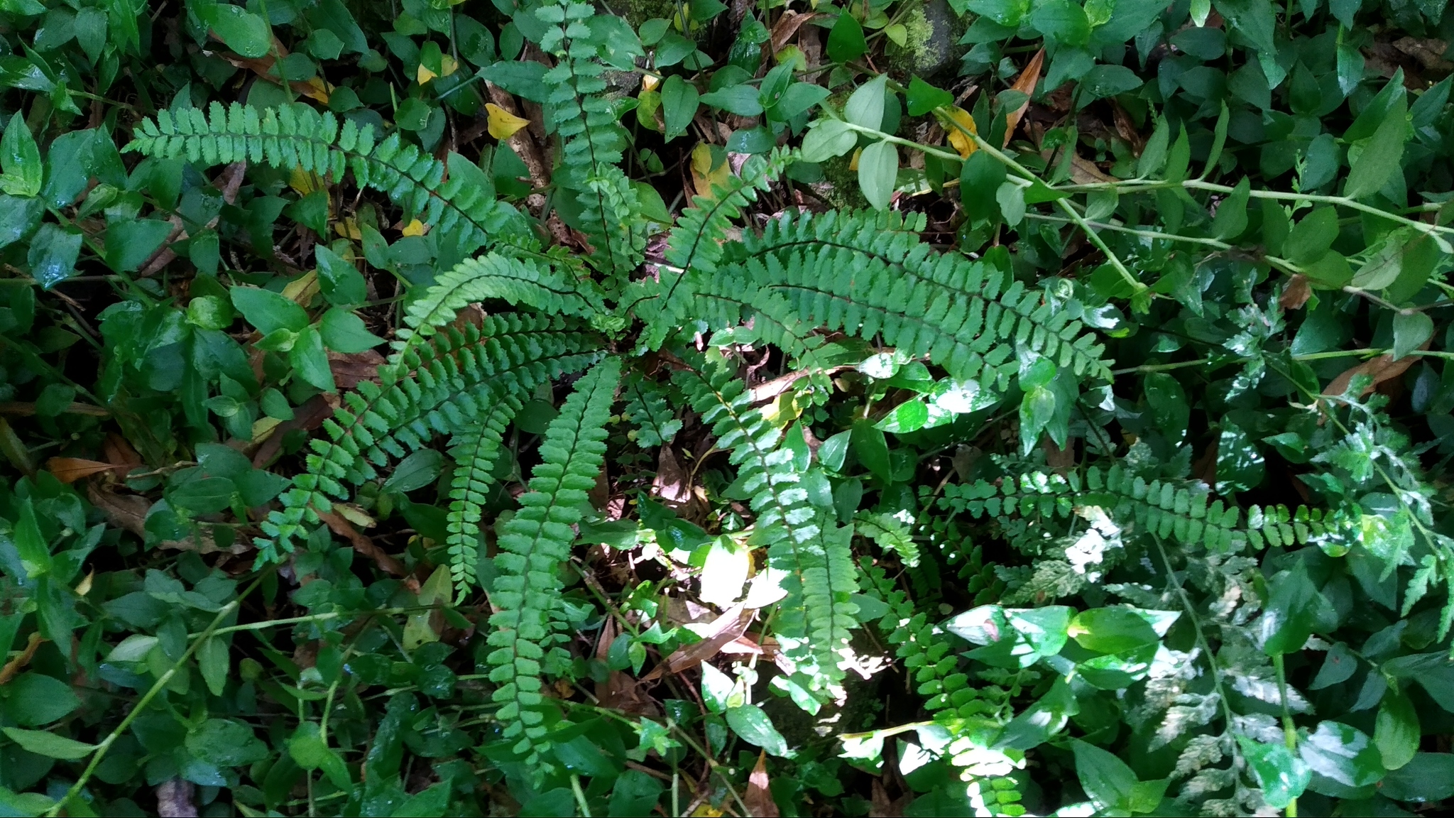 Asplenium azoricum