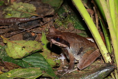 Xenophrys major