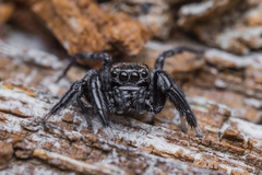 Euophrys