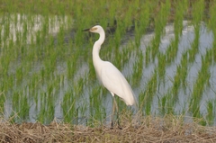 Ardea intermedia