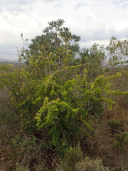 Canthium spinosum