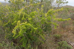 Canthium spinosum