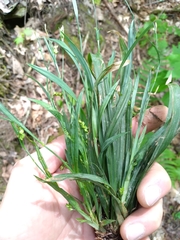 Carex laxiculmis copulata