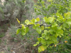Canthium spinosum