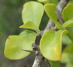 Canthium spinosum