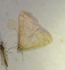 Hahncappsia pergilvalis