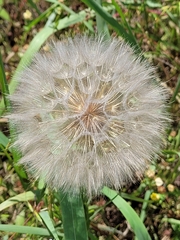 Tragopogon pratensis