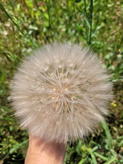 Tragopogon pratensis