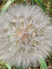 Tragopogon pratensis